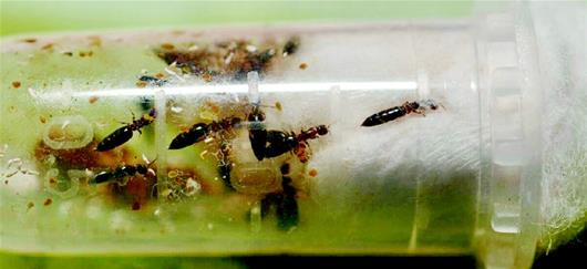 武汉推广"以虫治虫" 2700万只肿腿蜂围剿城中树害虫