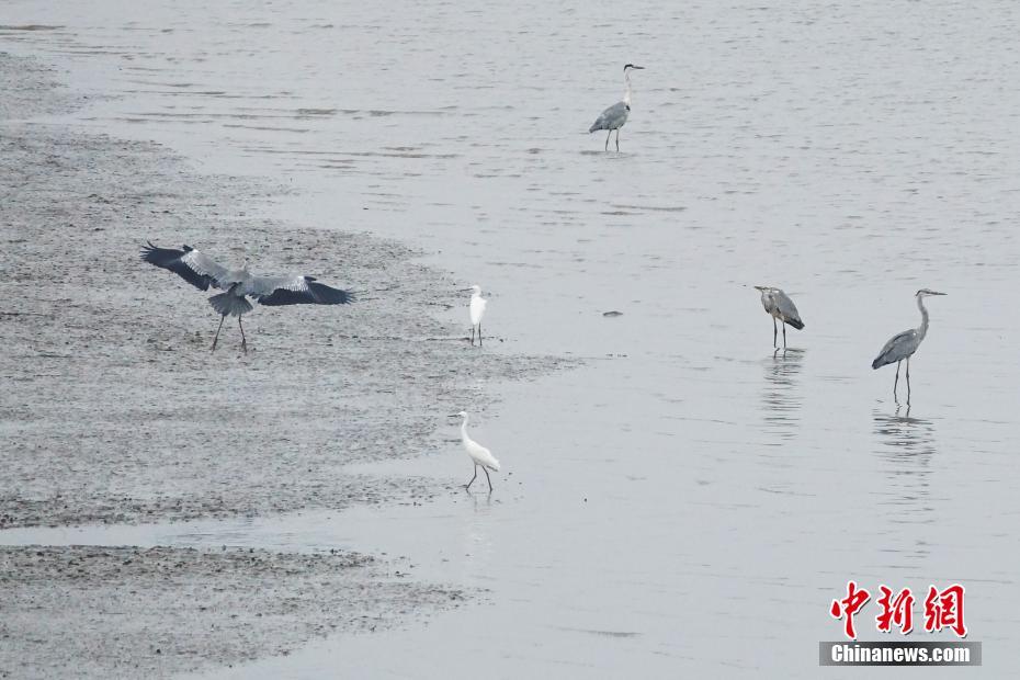 大连现"灰色白鹭" 十分罕见
