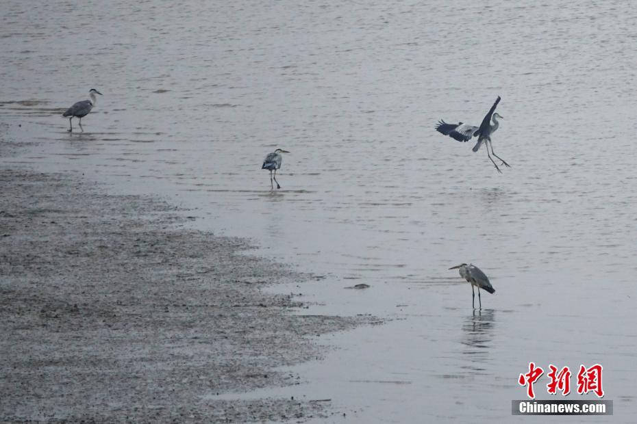 大连现"灰色白鹭" 十分罕见