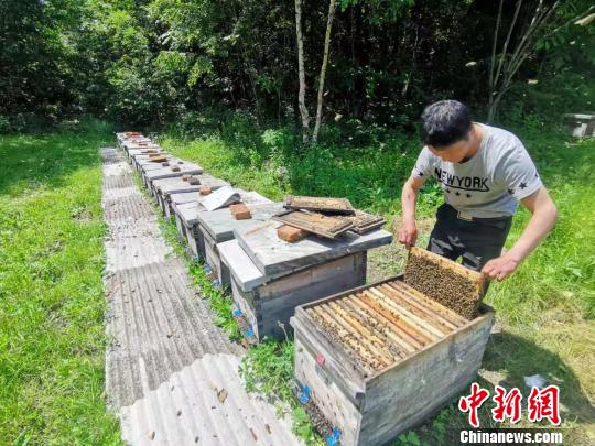 1918年,饶河养蜂人邹兆云从俄罗斯境内用马驮回西方黑色蜜蜂15桶(群)