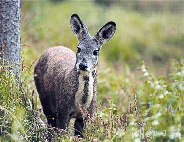 国内首次!濒危物种野生安徽原麝在湖北英山被拍到