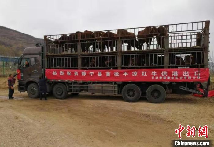 甘肃平凉扶贫牛走出国门成当地脱贫攻坚支柱产业