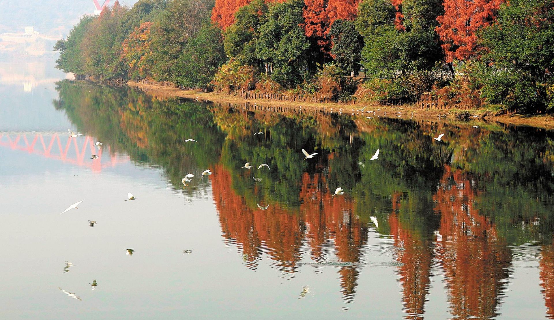 12月8日,在宜昌市夷陵区城市中央黄柏河流域的河心公园,野鸭与白鹭在