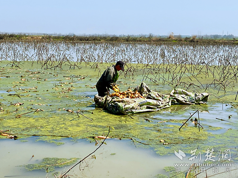走在武汉开发区湘口街进洪大队七支沟的田埂上,便可看见一望无际的
