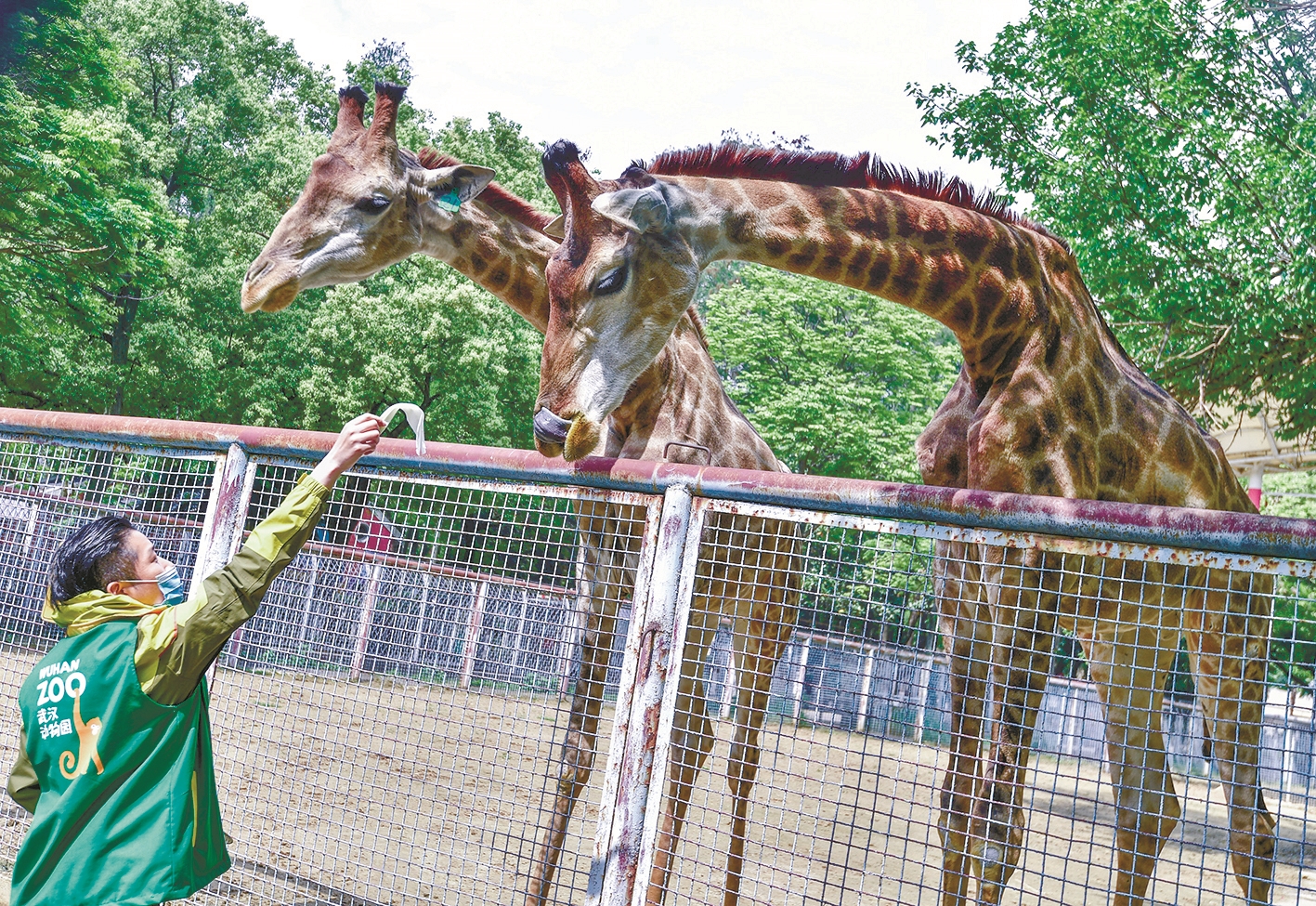 武汉动物园闭关三个月后 昨日开放迎客