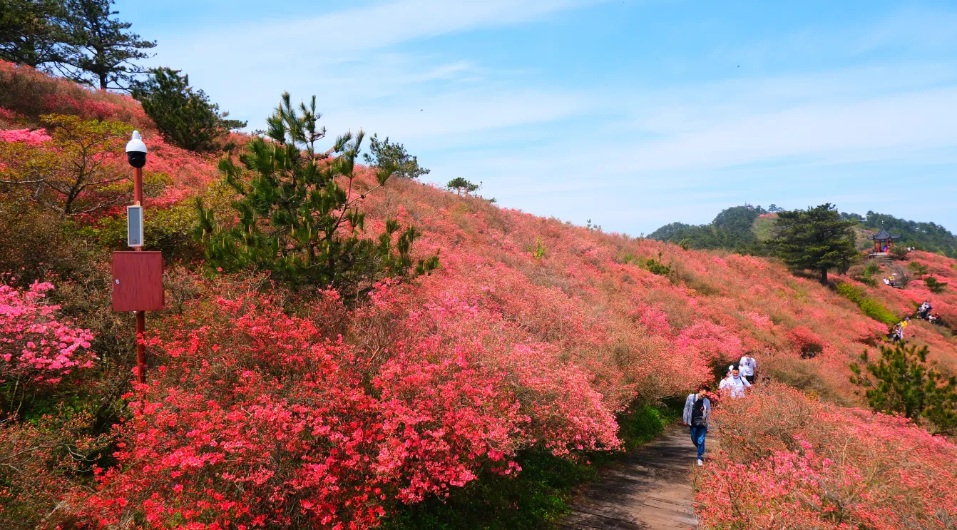 麻城龟峰山杜鹃花海五一迎来颜值巅峰景区提醒预约赏花安全出游