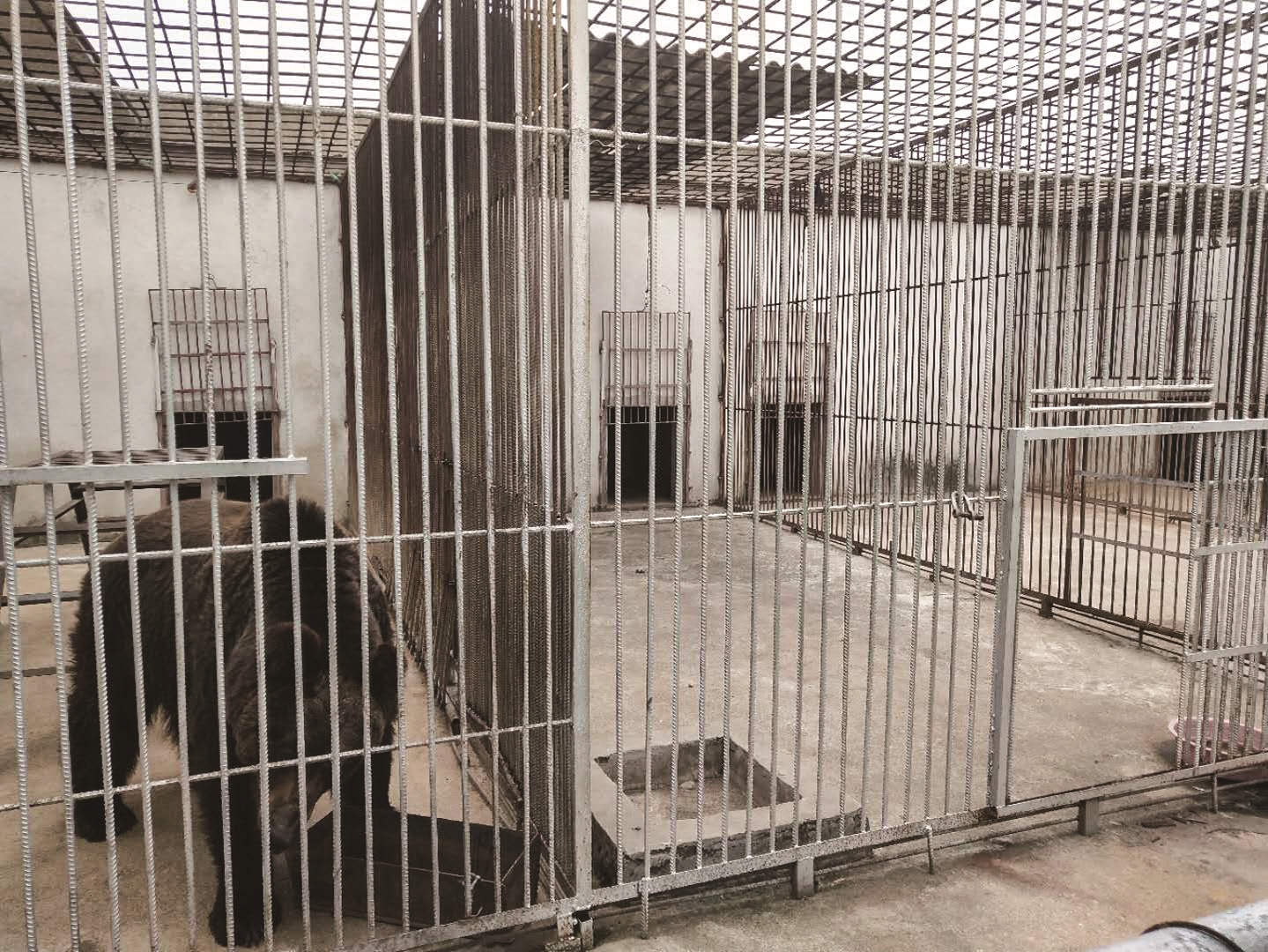 鄂州一家动物园跑出一只狼祸害村民养的鸡民警借来6条猎犬搜捕将狼