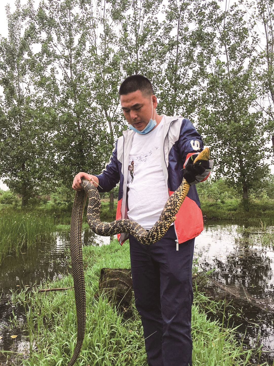 村民捕龙虾网到一条2.