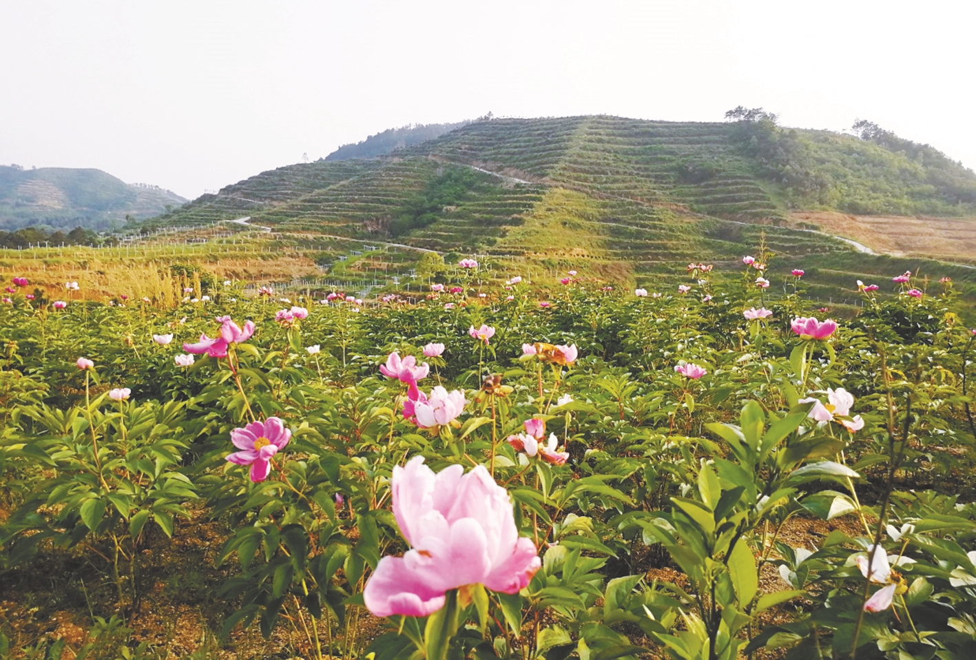浠水县清泉镇 紧跟党走 勇立潮头 描绘跨越发展秀美画卷