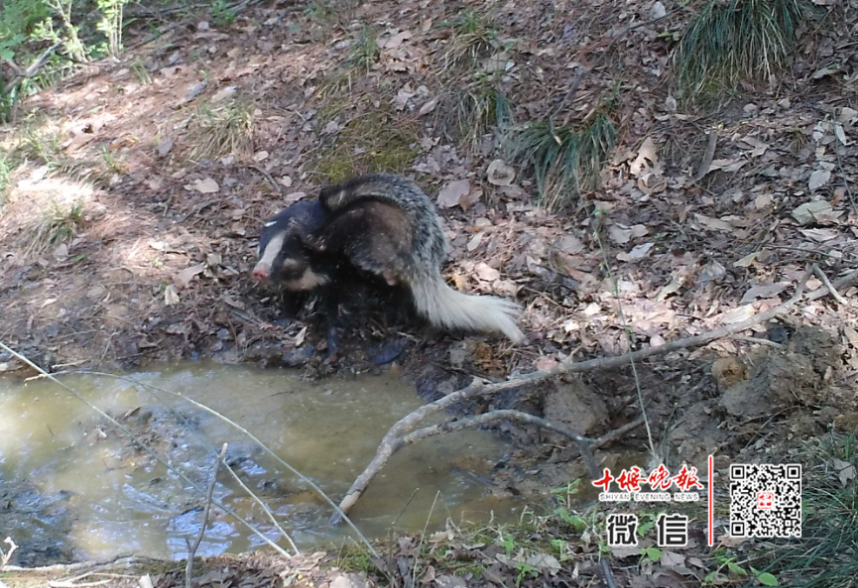 套麂子的脖套技巧图片图片