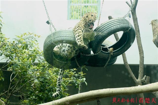 國慶期間,武漢動物園為你安排上啦!