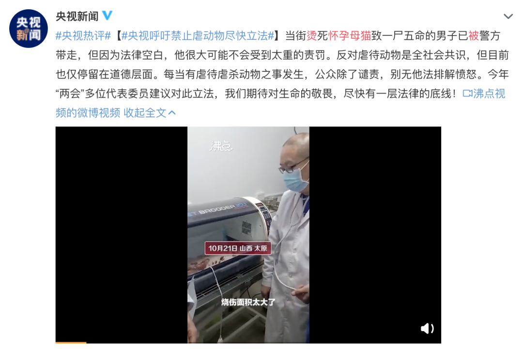 追踪| 被开水浇烫的怀孕母猫死亡,央视评论上热搜!