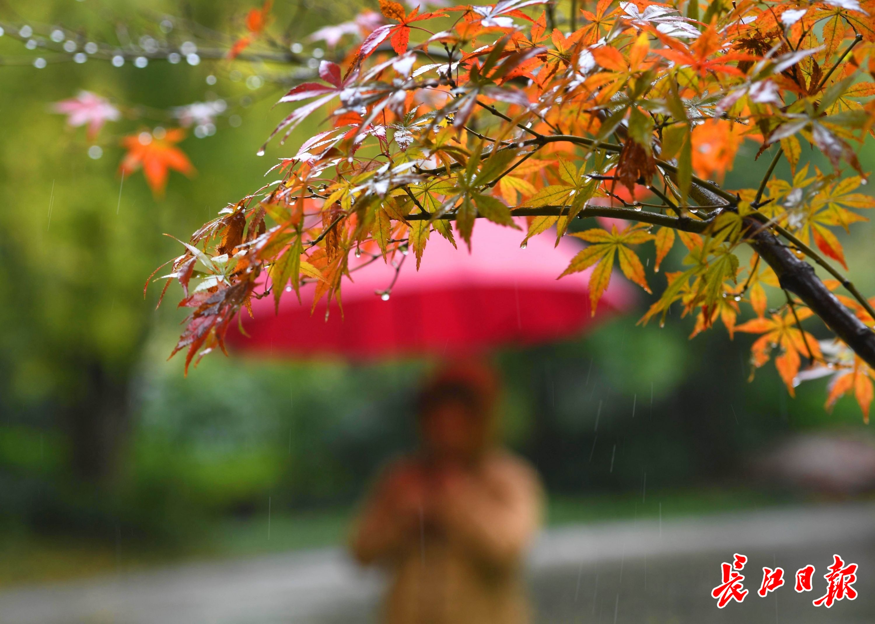 冬雨绵绵(组图)