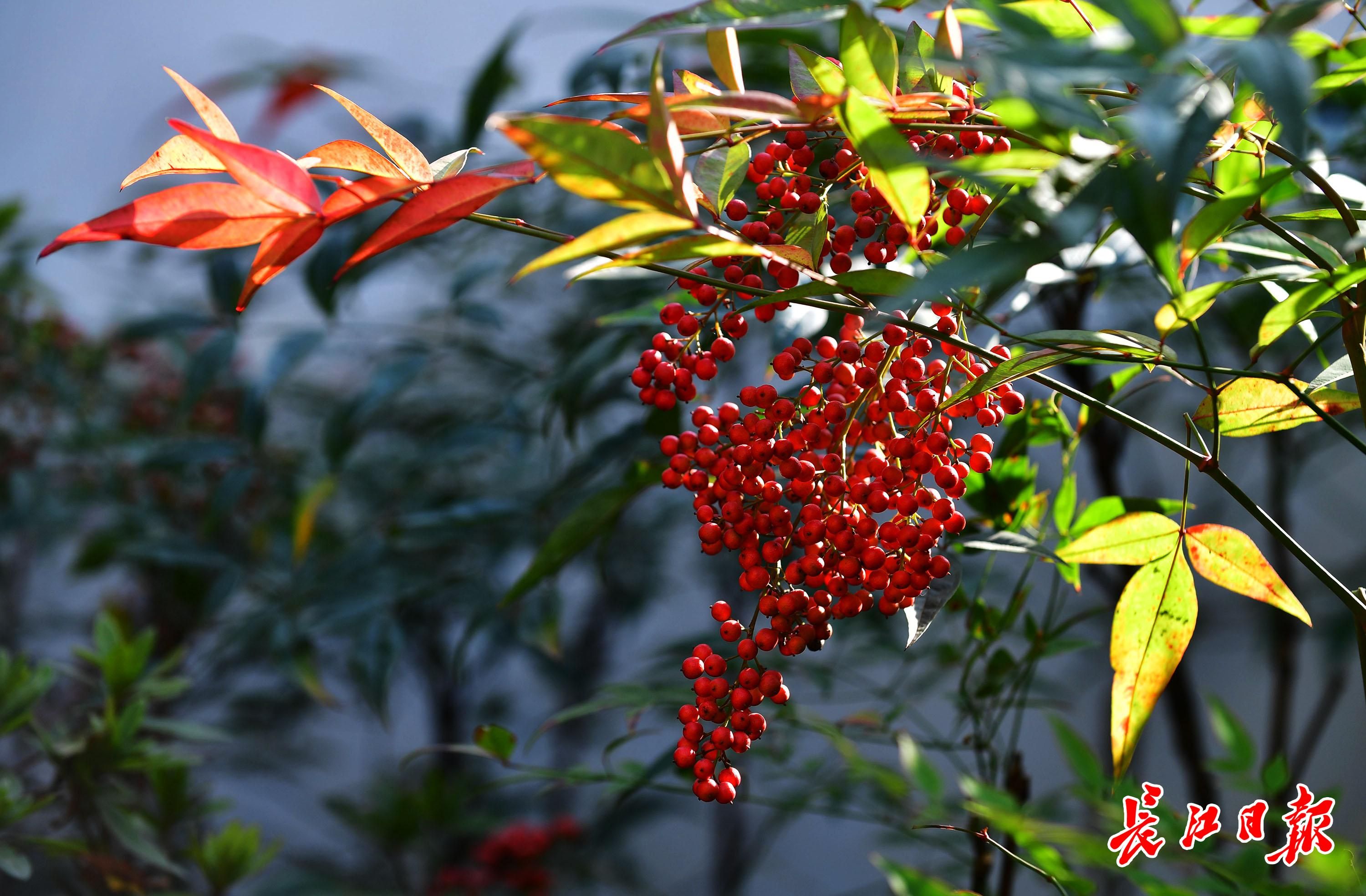 11月12日,沙湖公园的一株南天竹上,挂着沉甸甸红果实