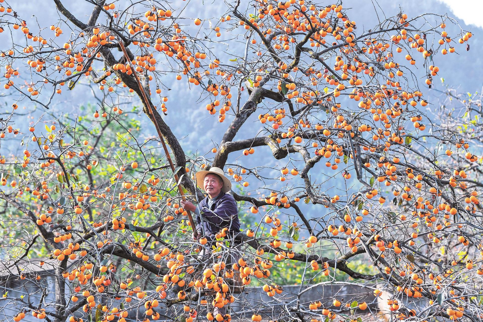 10月22日,罗田县三里畈镇錾字石村农民在树上打柿子.
