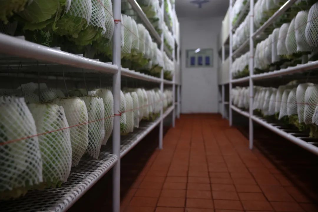 治愈强迫症!兵哥哥的菜窖,也太整齐了吧