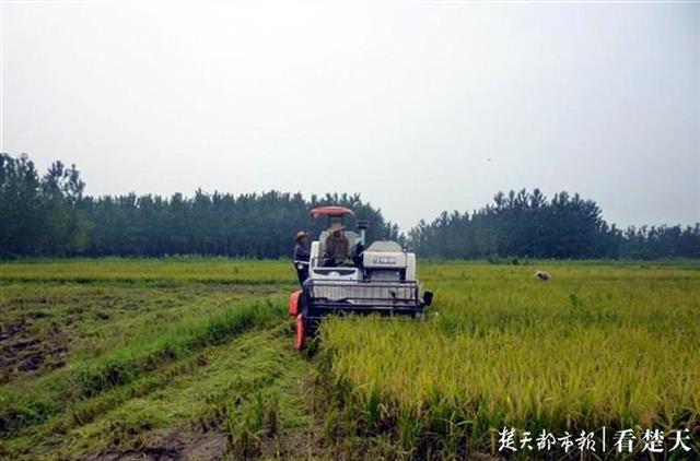 武汉市农业局长王玉珍图片