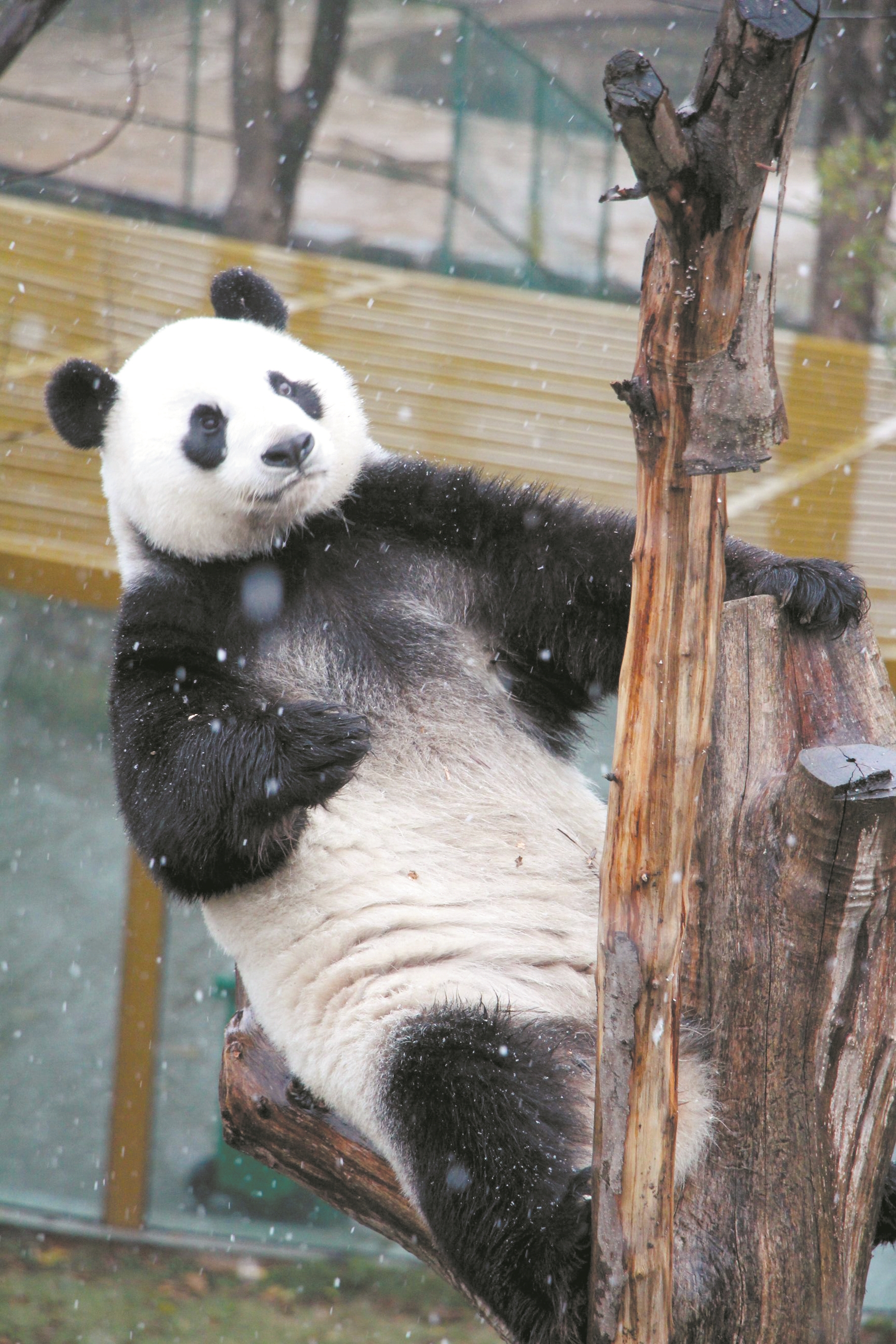 武漢大熊貓姐妹玩了一天雪