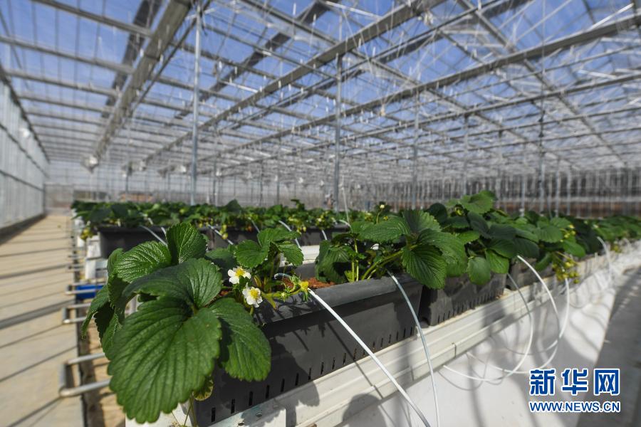 浙江平湖:现代"植物工厂"春意浓