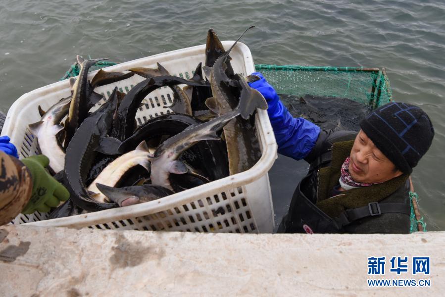 在伊河鲟业科技股份有限公司养殖基地,工人在捕捞鲟鱼(2月7日摄).