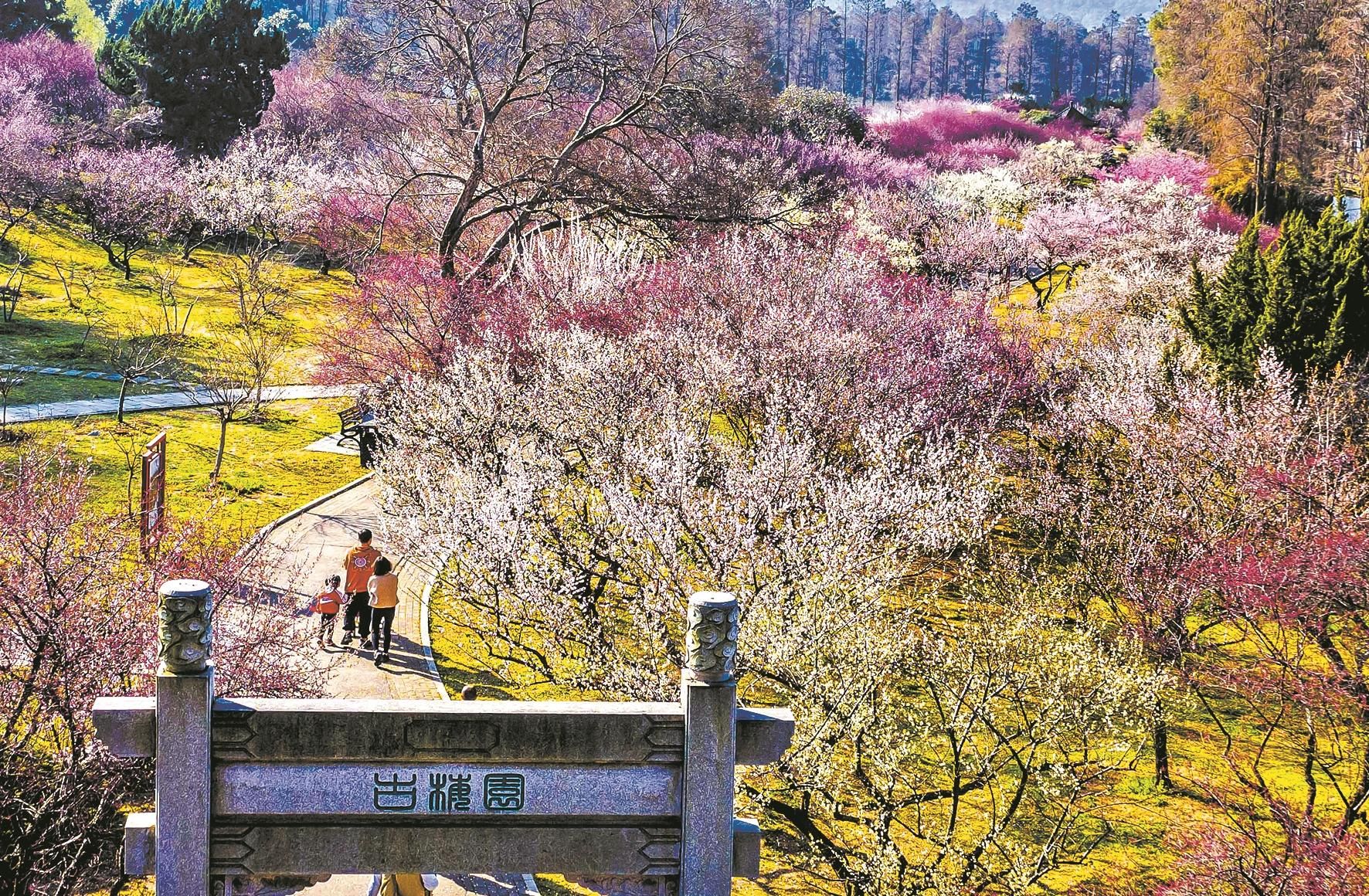 武汉东湖梅园梅花盛开