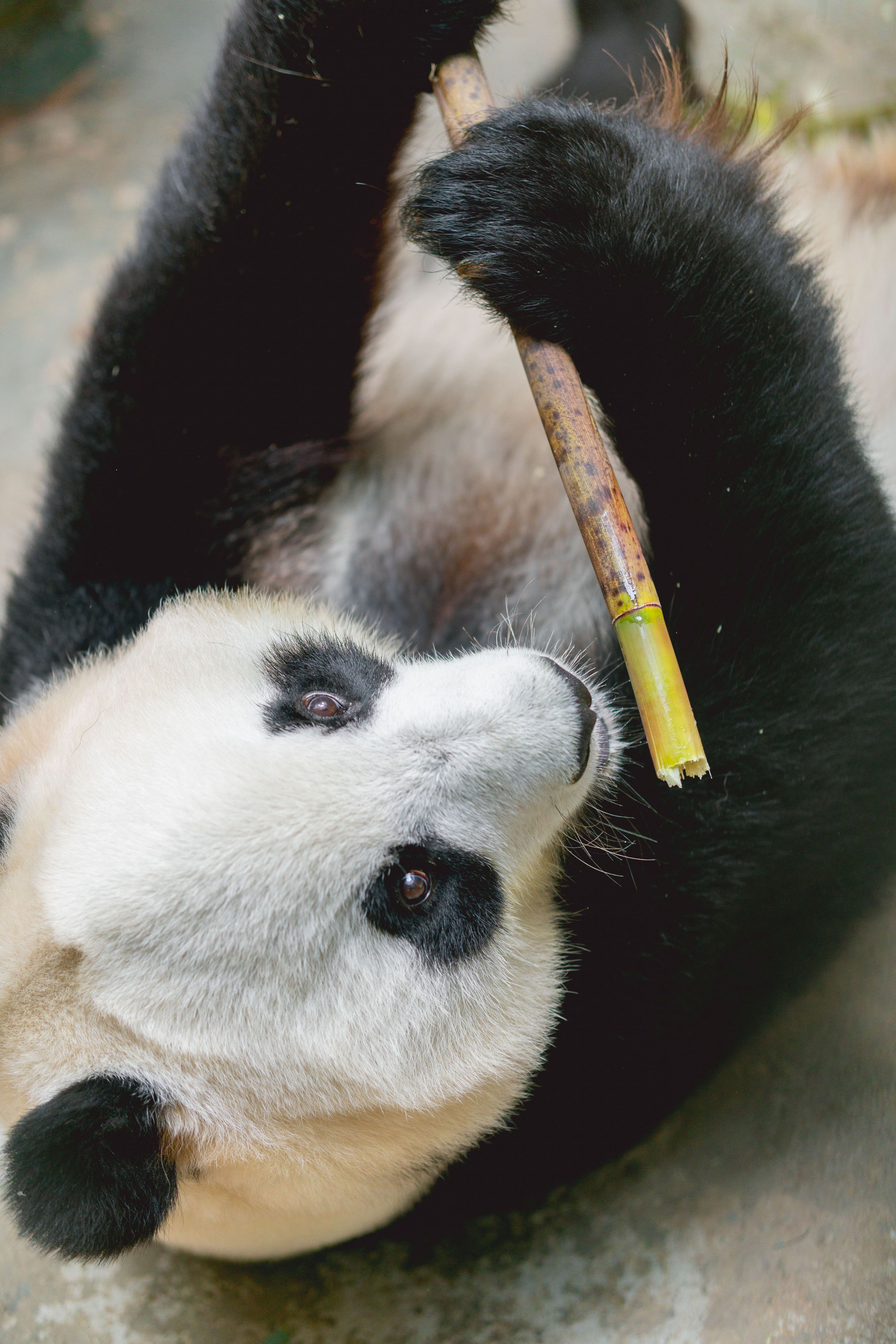 本週日來中山公園與武漢動物園的大熊貓視頻吧還有這些好玩的