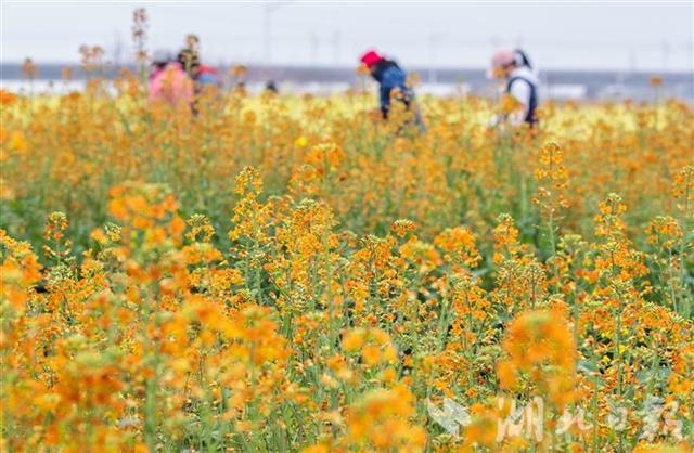 江夏五里界彩色油菜花图片