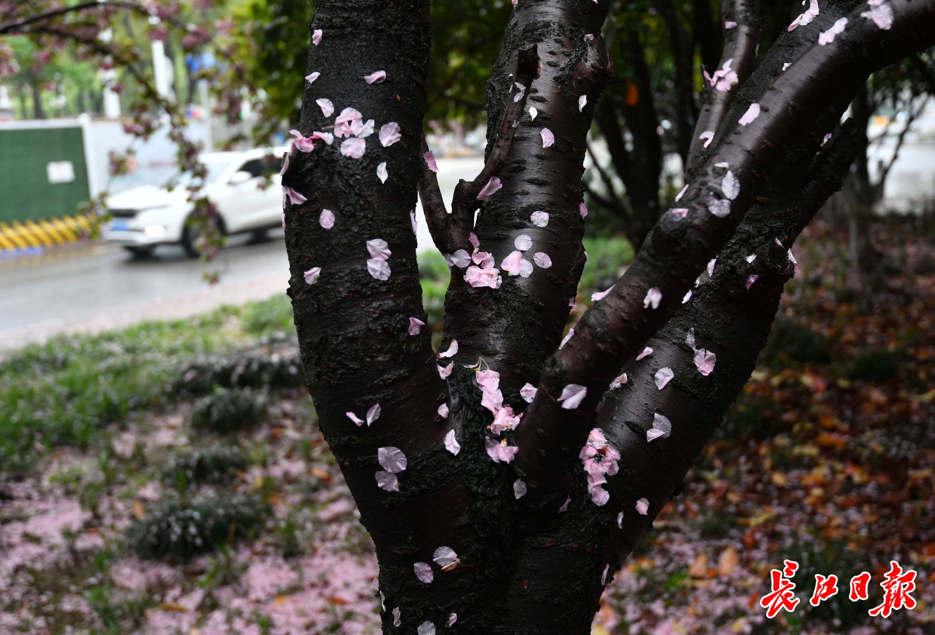 落樱辞树随雨流