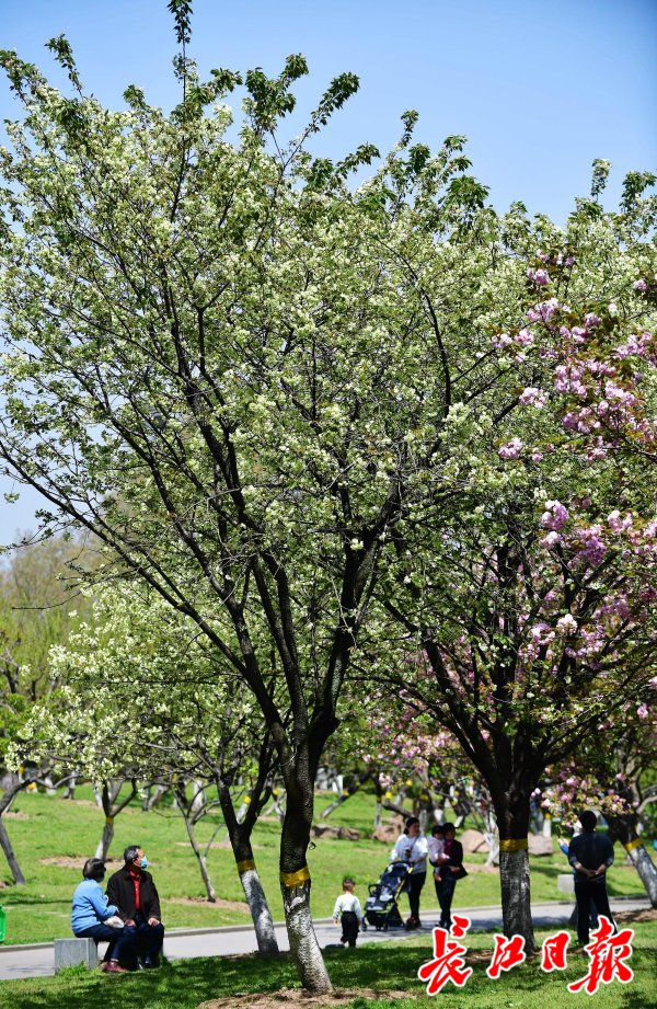 乐山绿心公园樱花图图片