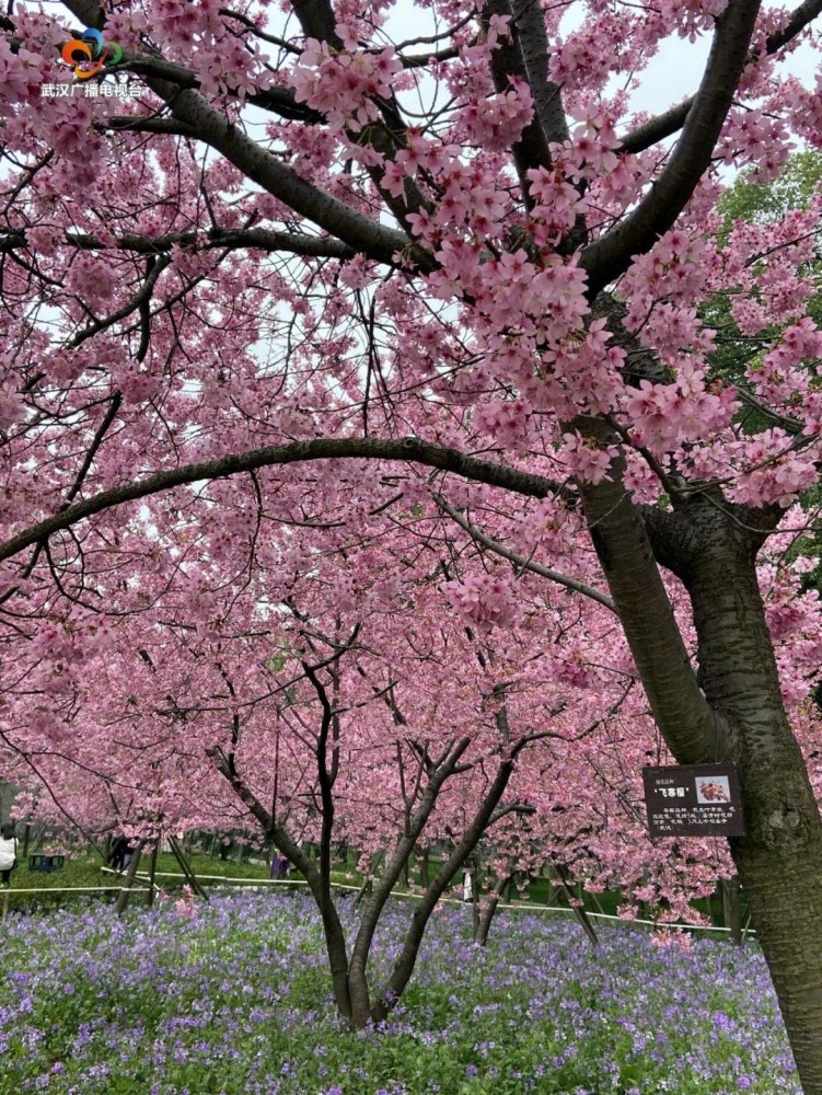 武汉樱花何时能够大规模开放?预计3月中旬左右
