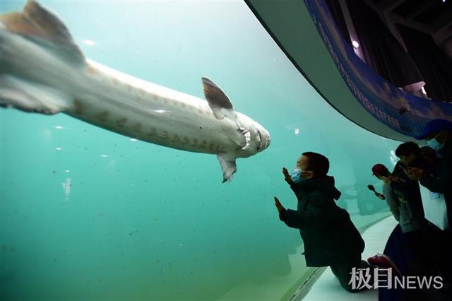 "中华鲟保护日"定了!