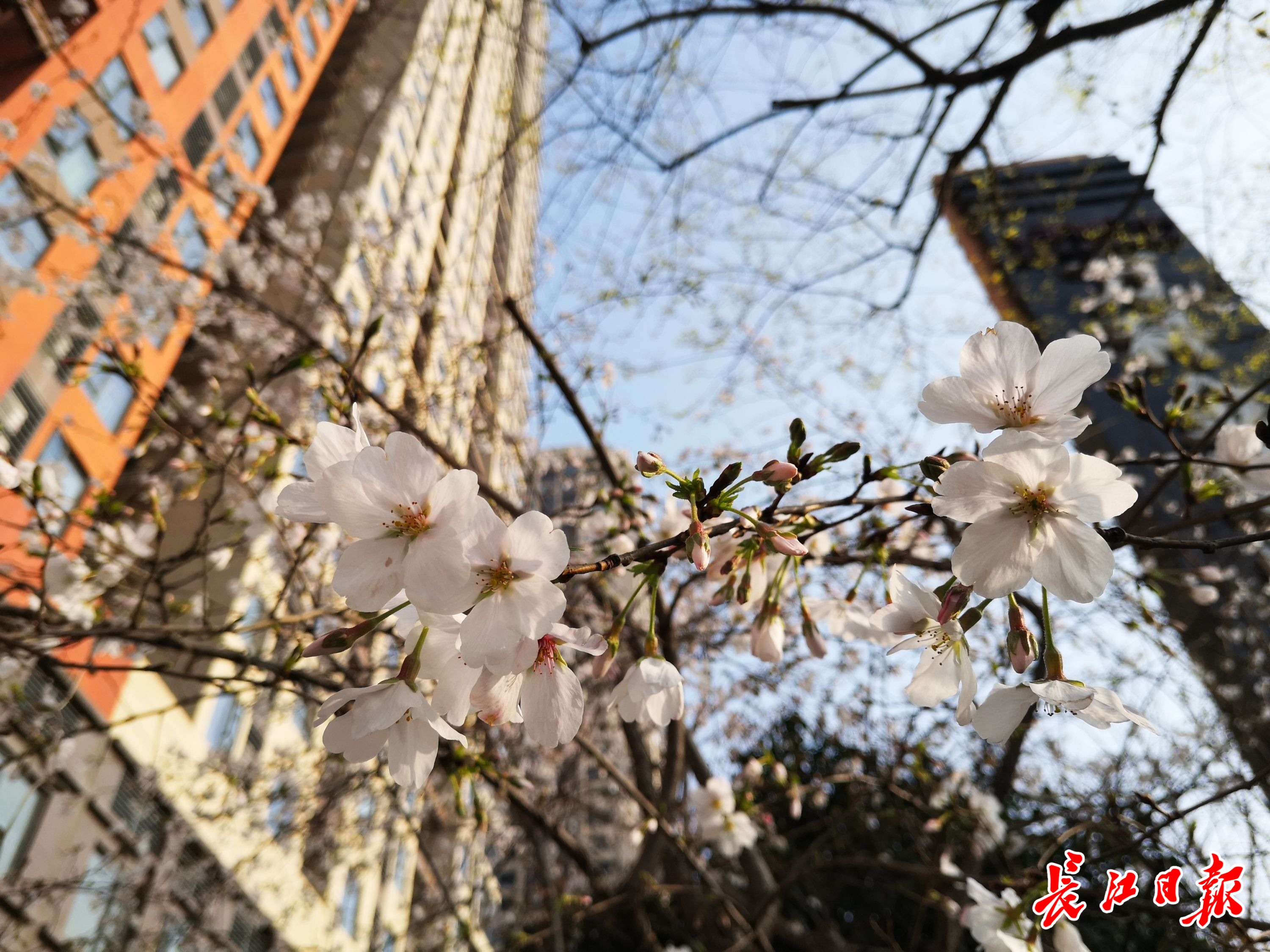 武汉街头怒放的樱花