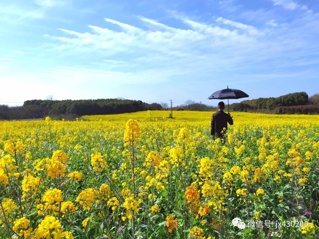 江夏区五里界的花已开好 这里等你来打卡