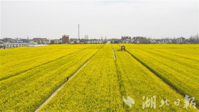 蔡甸区消泗乡油菜花图片