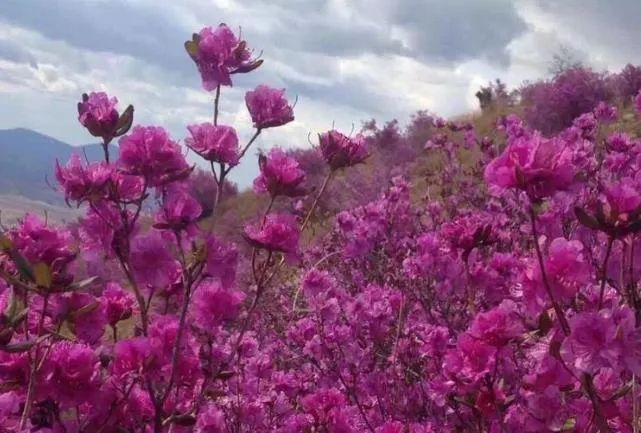 朝鲜同志总爱说春天最早开花的,就是金达莱,她是报春的讯号.