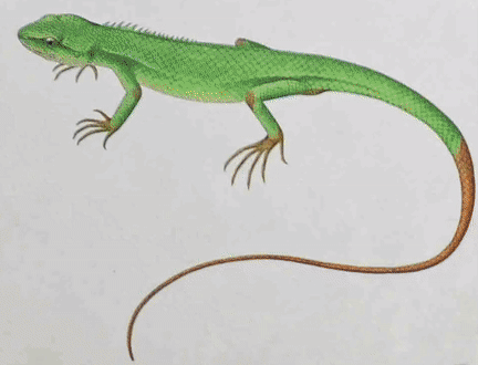 他用画笔复活地球"小精灵" 堪比人肉照相机