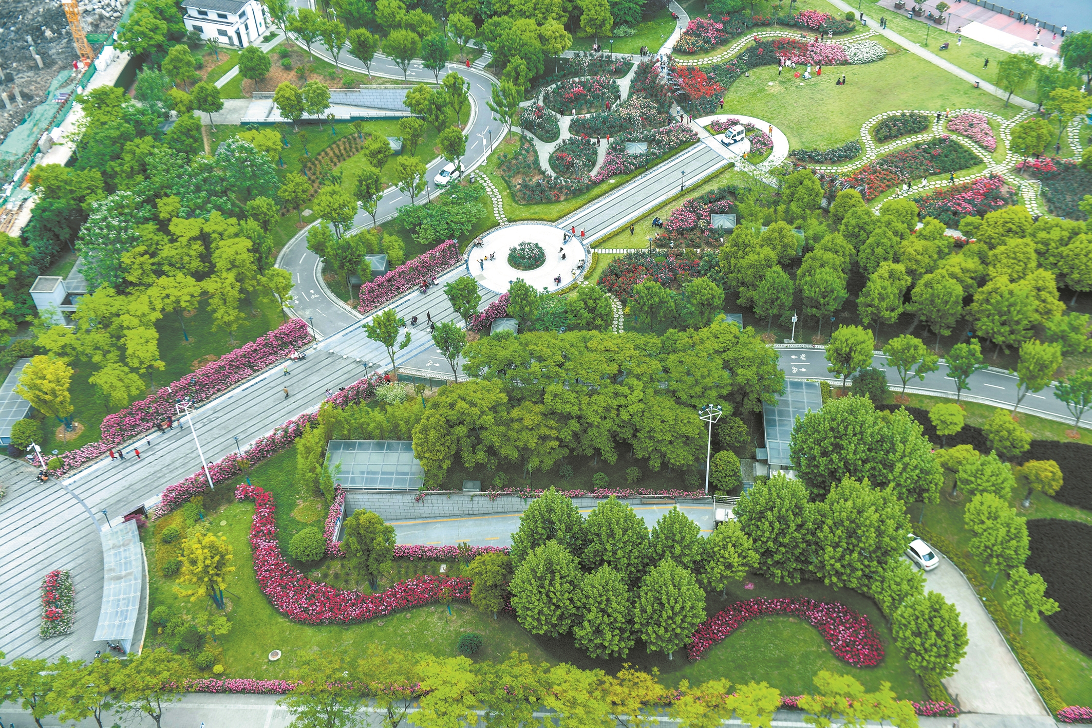 楊春湖公園的月季花在綠樹襯托下更加妖豔