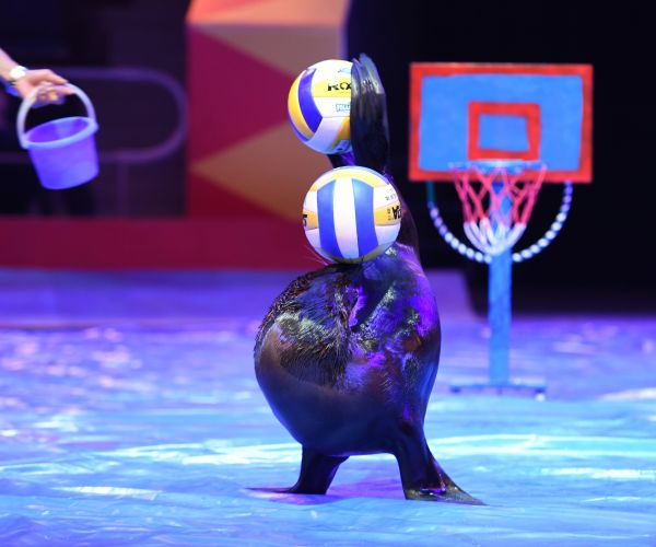 2021《环球大马戏》嘉年华演出现场,海狮表演顶球. 武汉杂技厅供图