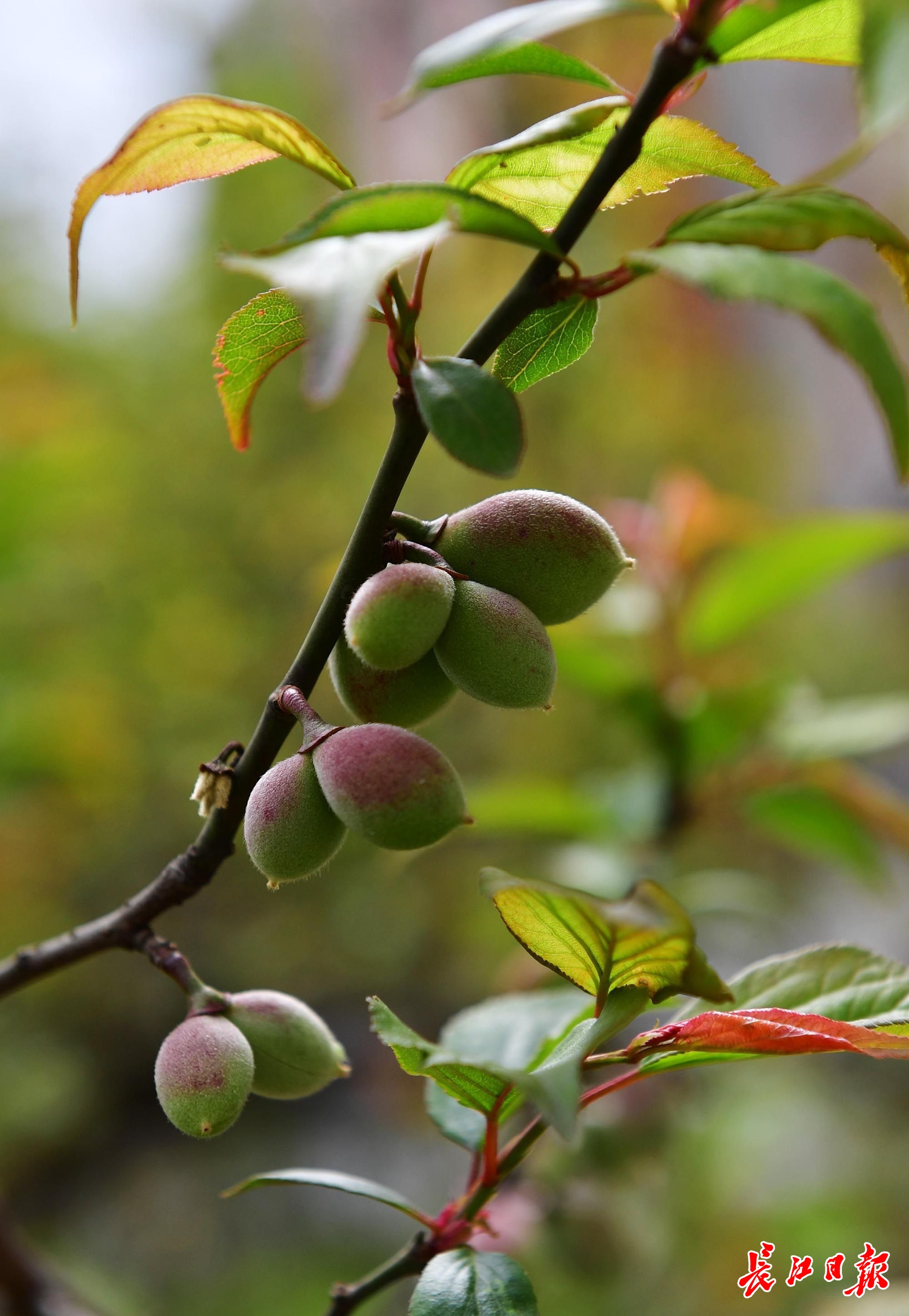 早春盛放的花,悄悄长出了果实丨图集