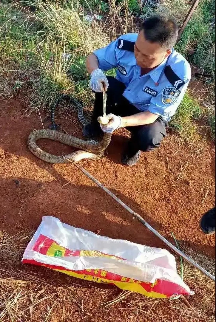 宰杀眼镜王蛇全过程图片