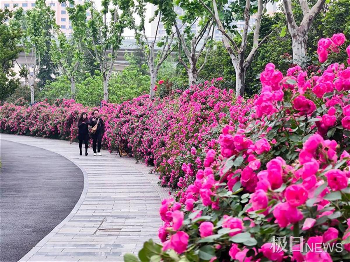 汉正街东片生态停车场南北两侧围墙上月季花盛开,形成了延绵200米的"