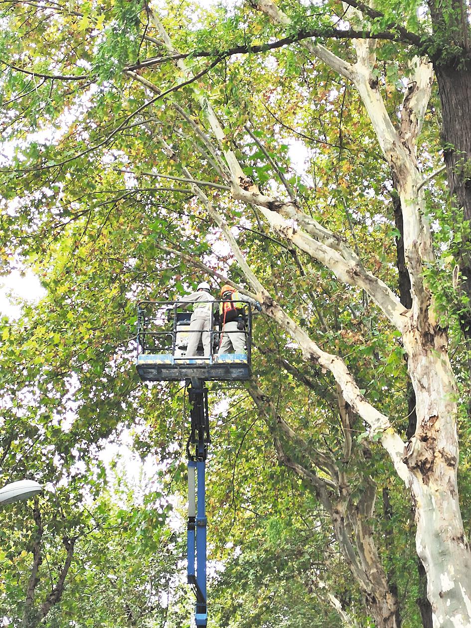 园林工人在武汉市和平大道上修剪法桐.(湖北日报全媒记者 成熔兴 摄)