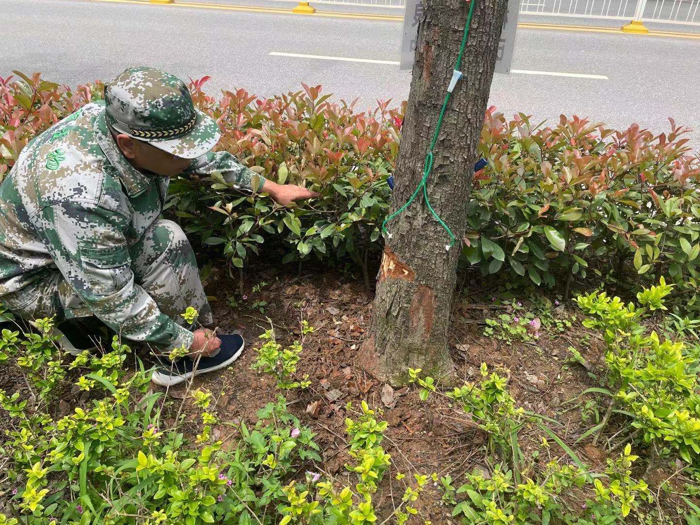 "你吃树,我吃你." 洪山区59万"虫医生"上岗专杀天牛害虫