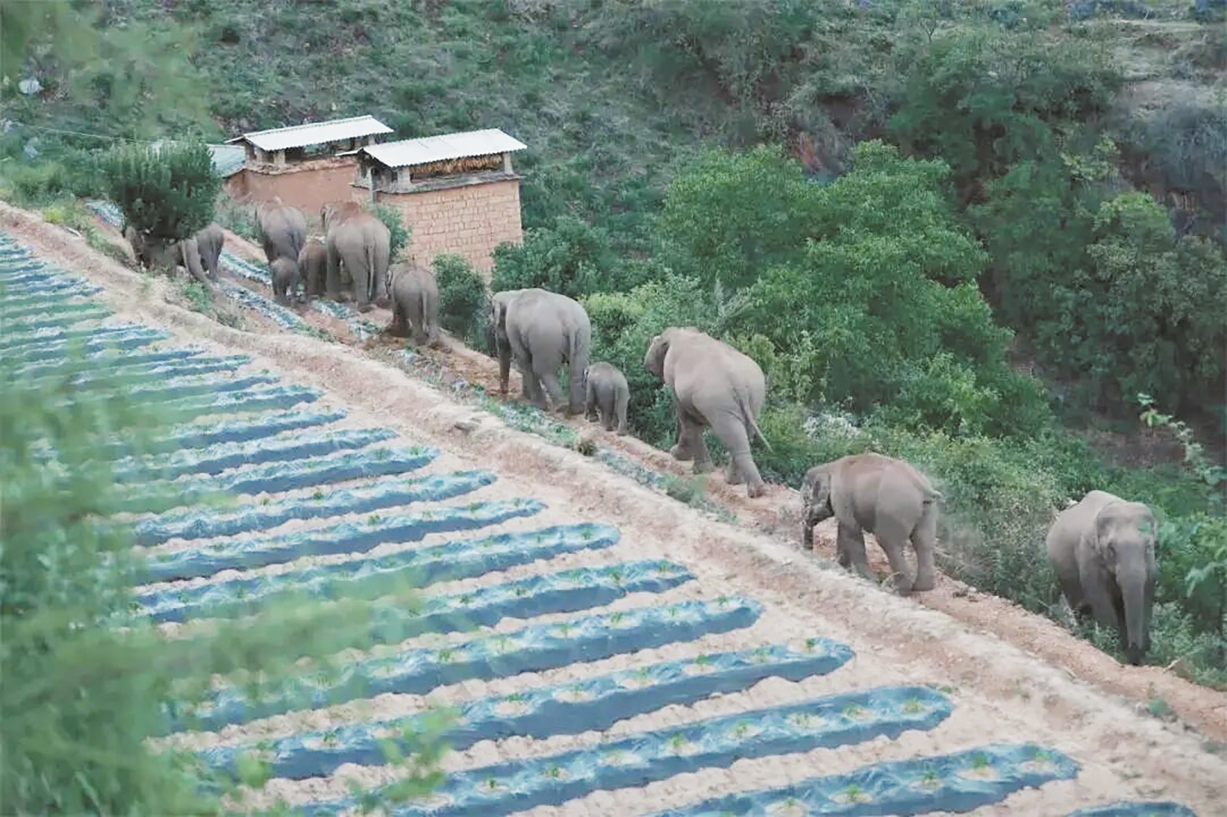 云南15头野象一路北上进滇中 网友喊话:再不回头就到昆明了