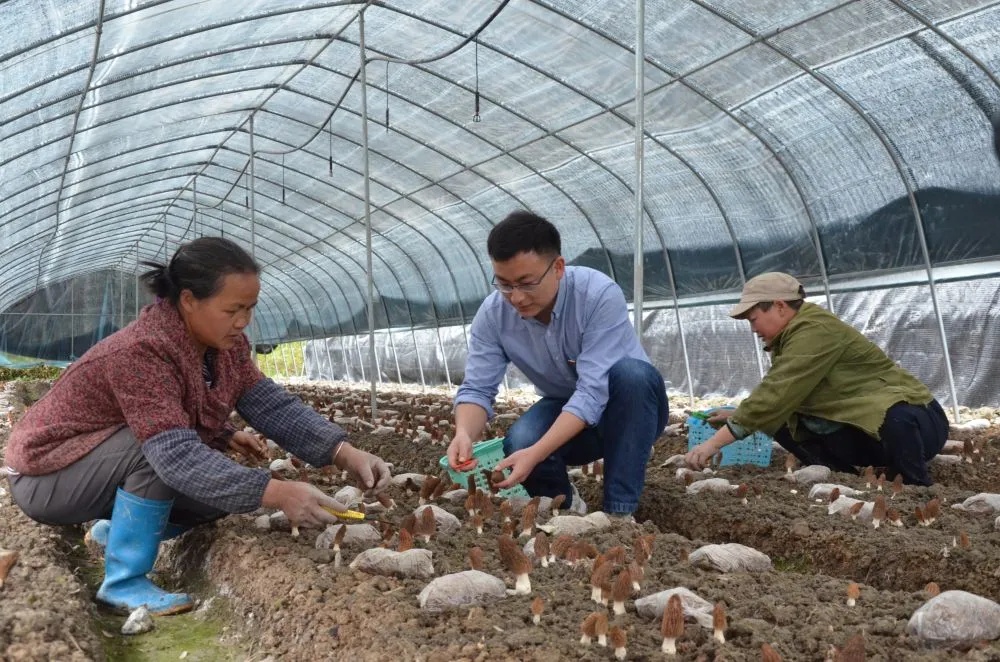 艾立燎和村民在食用菌大棚交流管理采摘技术.(吴宗烺 摄)