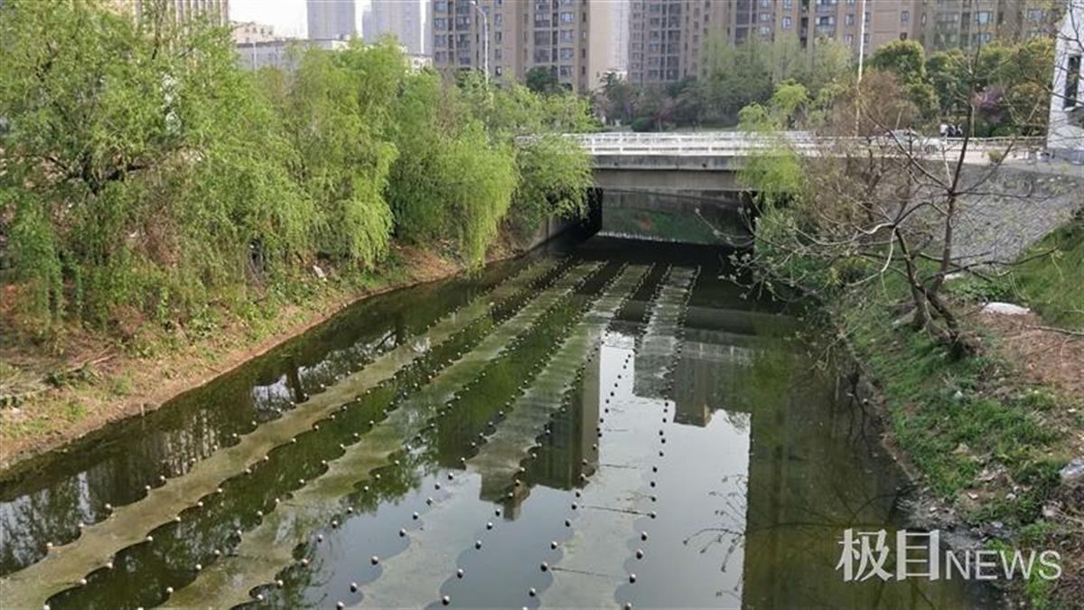 每日出动人员对明珠河渠面的浮萍,绿藻,生活垃圾进行人工打捞和清理