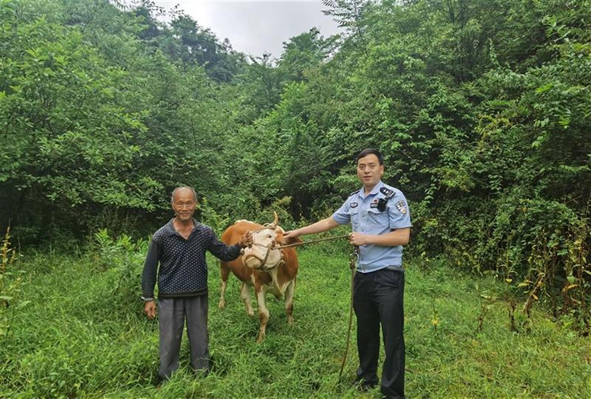沿着牛蹄印,康利平钻进丛林密布的山里,不顾荆棘一路搜寻.