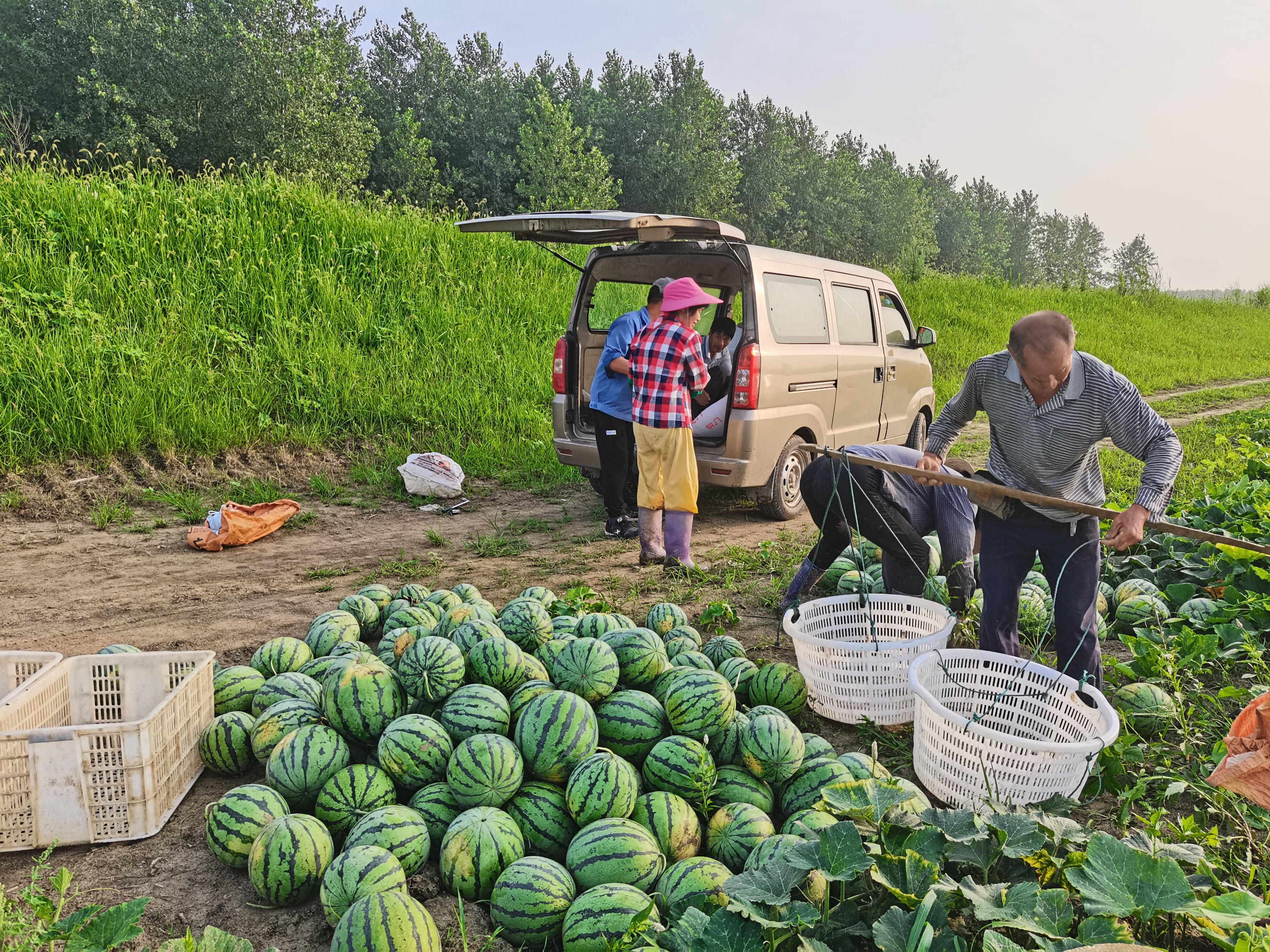 驻村工作队客串"销售员",老乡的西瓜卖出去了