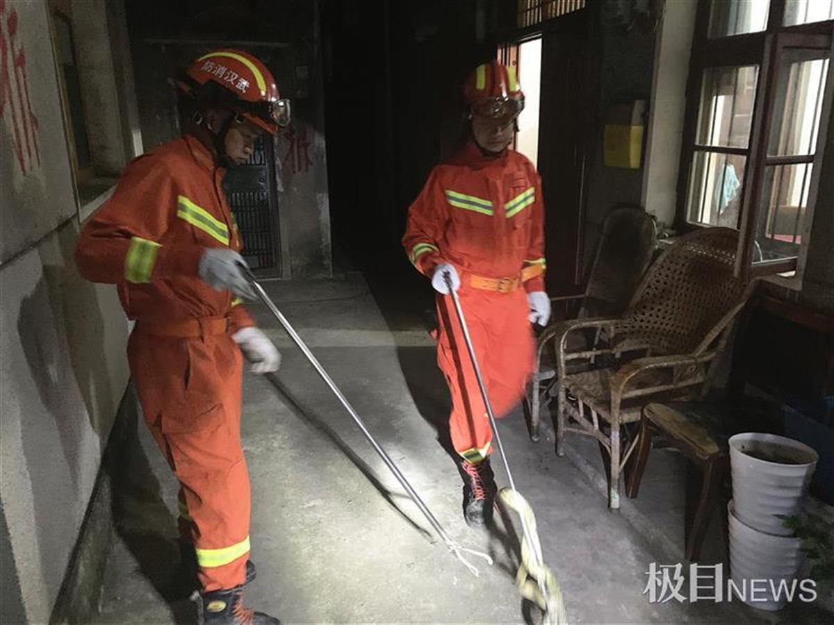 夏季蛇出沒高峰一天四起警情,消防員上演