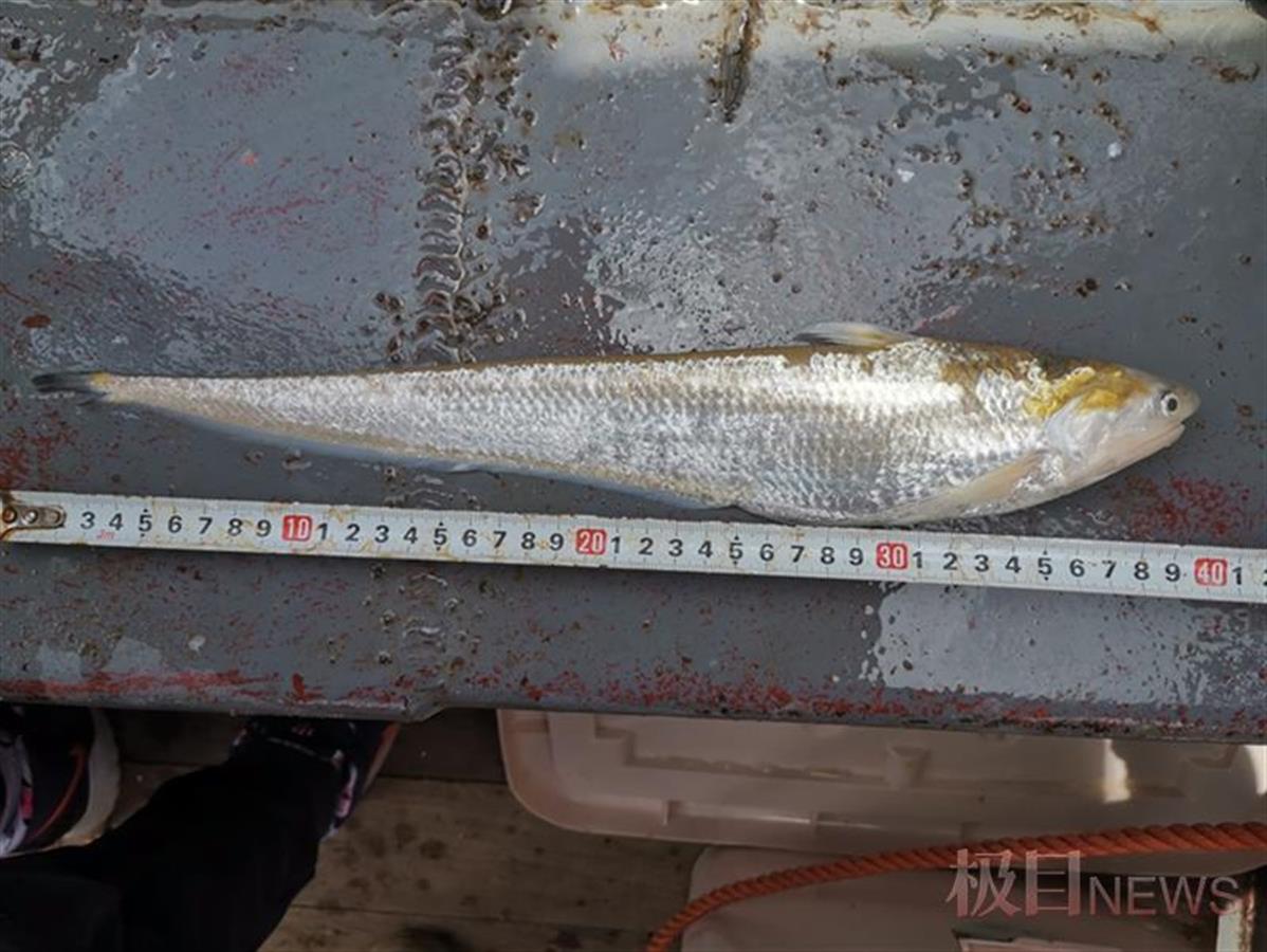 重大发现!时隔三十年又发现了这种鱼,名字估计你都没听过